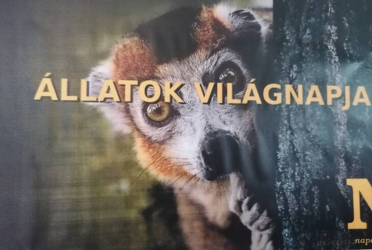 llatok vilgnapja